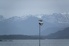 Ein Vogel (Möwe) am Hafen