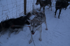 Unsere Leithündin im Ziel