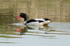 Brandgans im Wasser