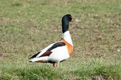 Brandgans an Land