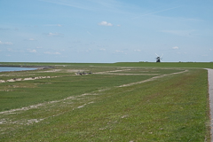 Die Salzwiesen